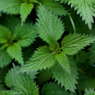 Ekstrakt lista koprive (Urtica dioica)